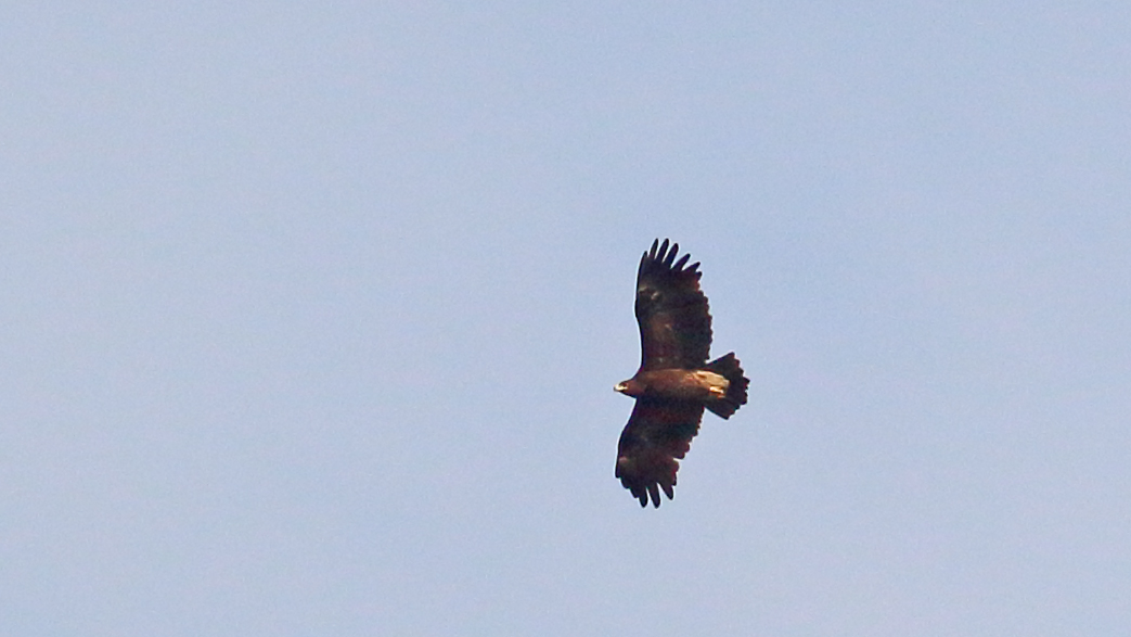 Lesser Spotted Eagle