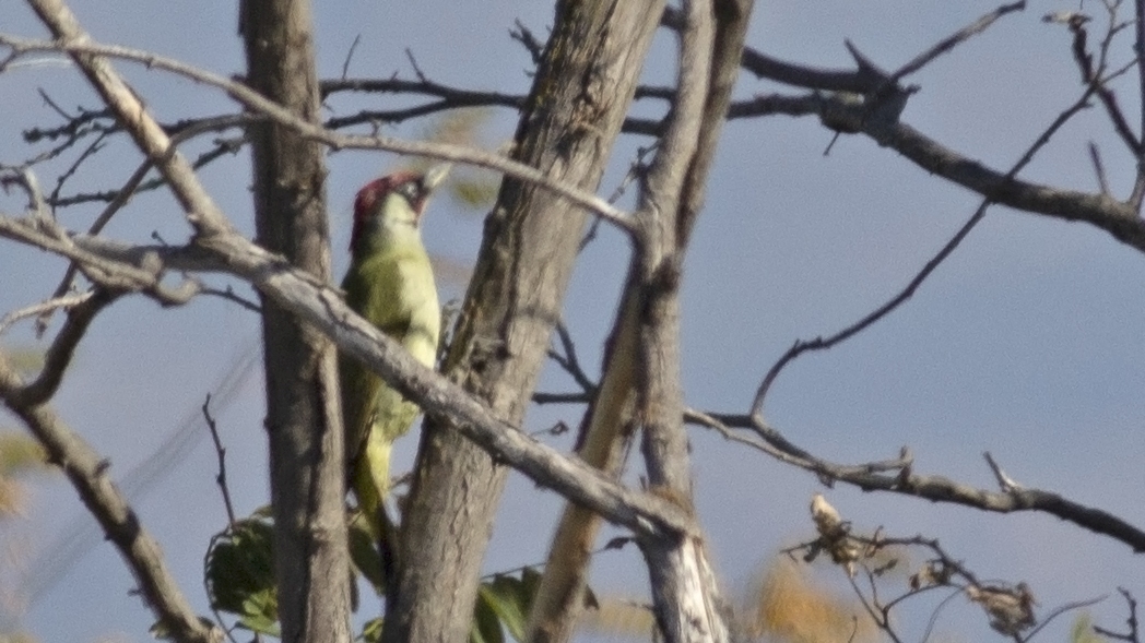 European Green Woodpecker