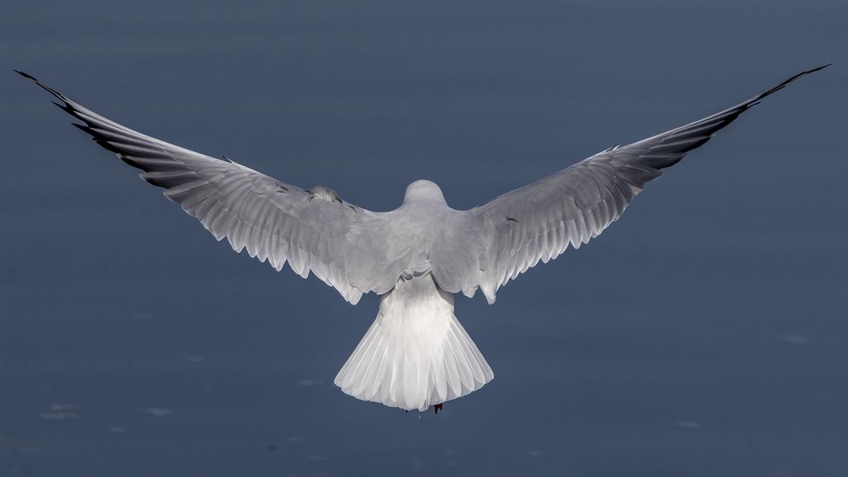 Black-headed Gull
