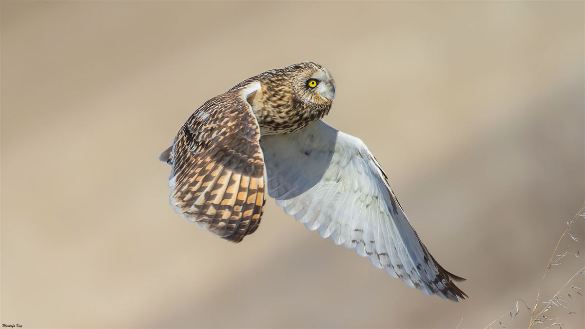 Short-eared Owl