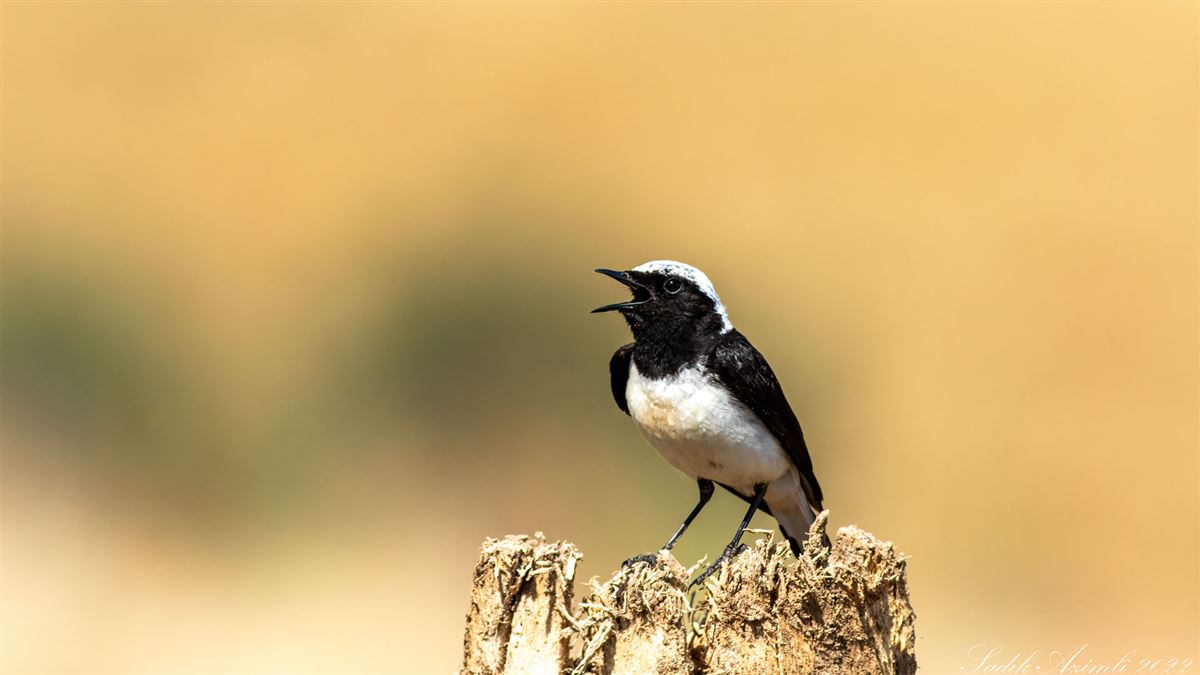 Cyprus Wheatear