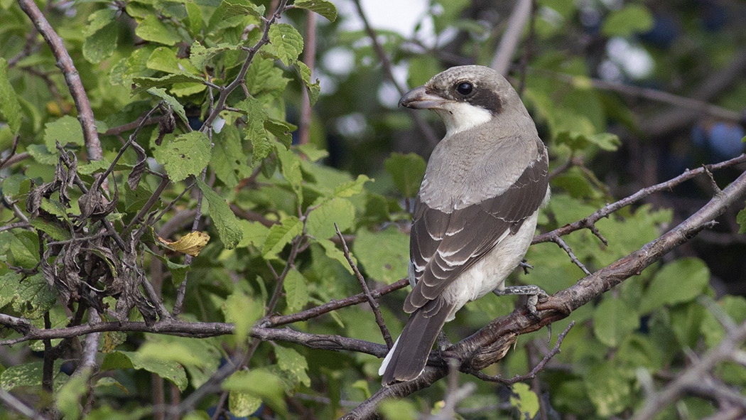 Lesser Grey Shrike