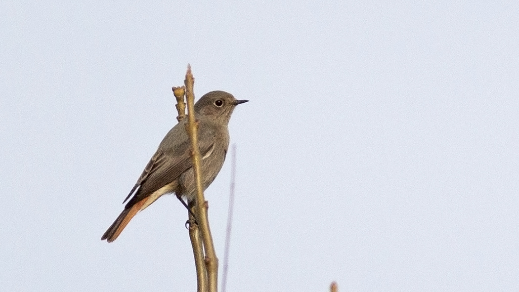 Black Redstart