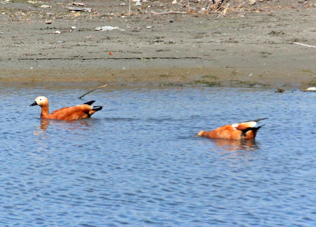 Ruddy Shelduck