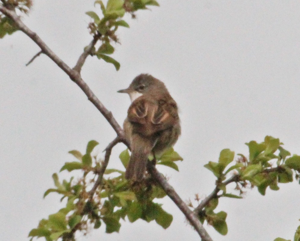 Common Whitethroat