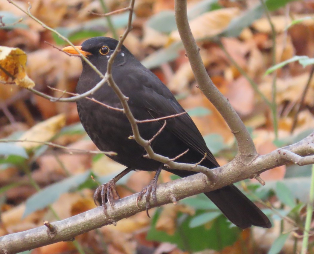 Common Blackbird