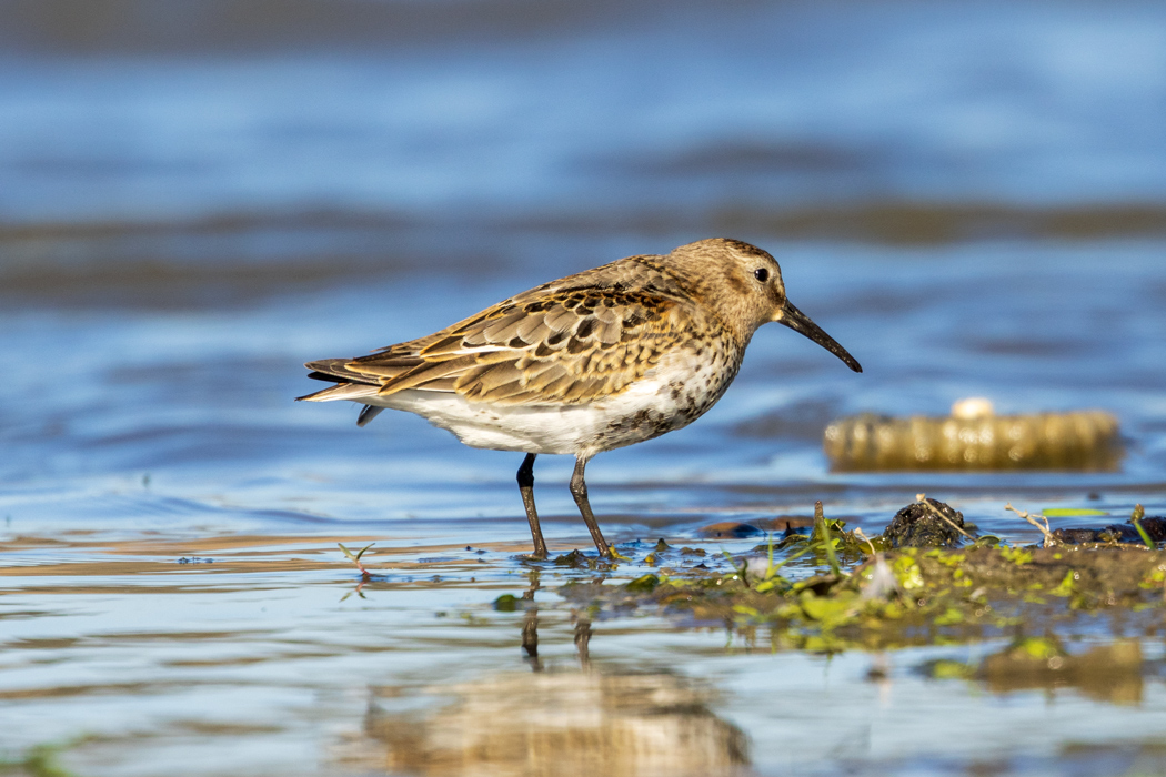 Dunlin