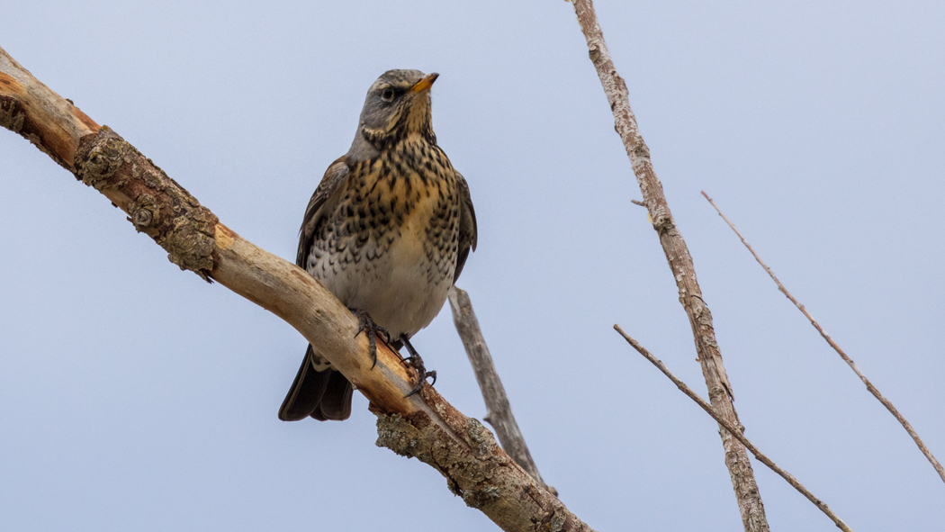 Fieldfare
