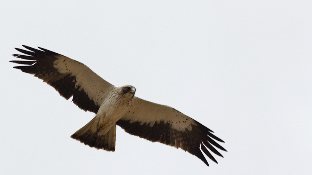 Booted Eagle