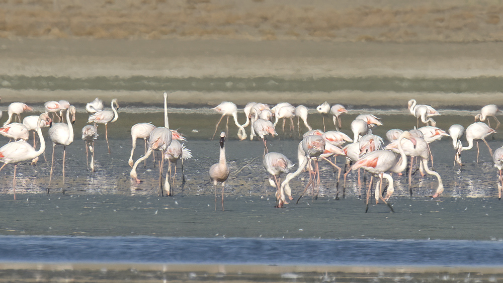 Lesser Flamingo