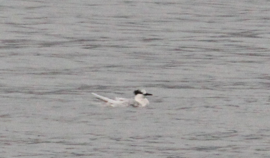 Sandwich Tern