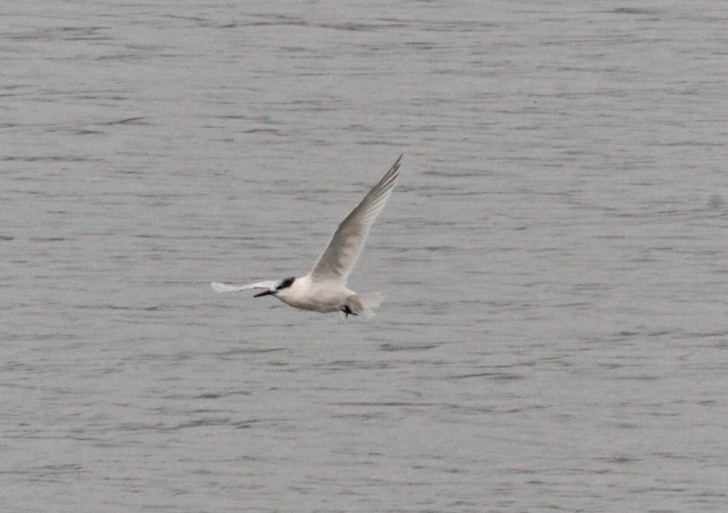 Sandwich Tern