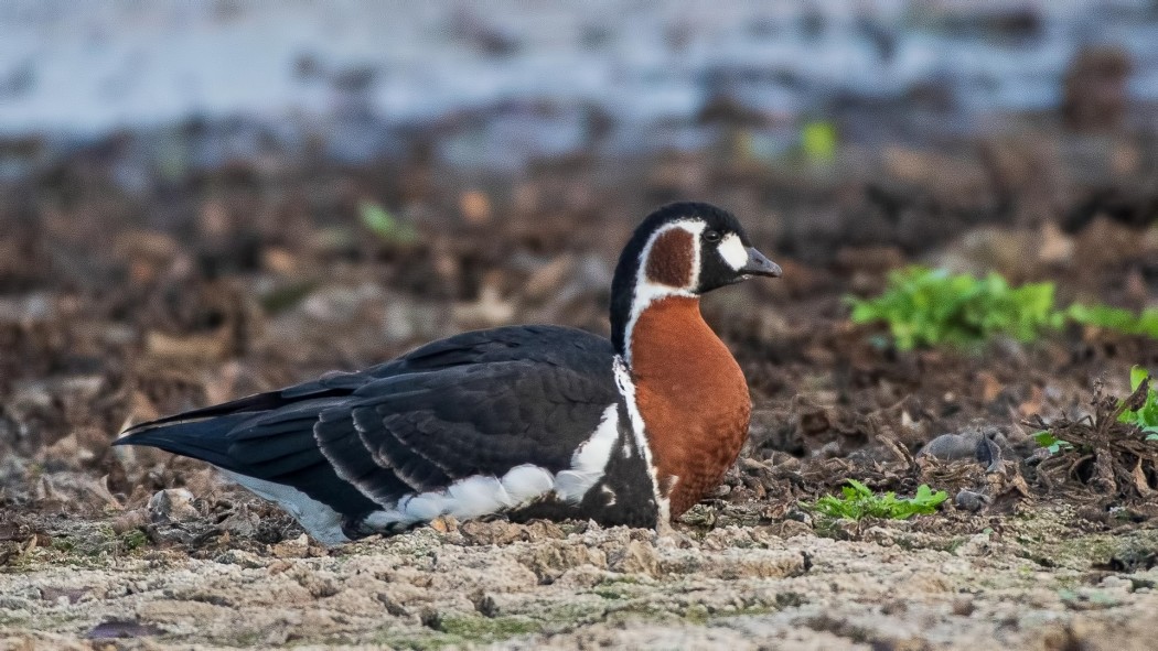 Red-breasted Goose
