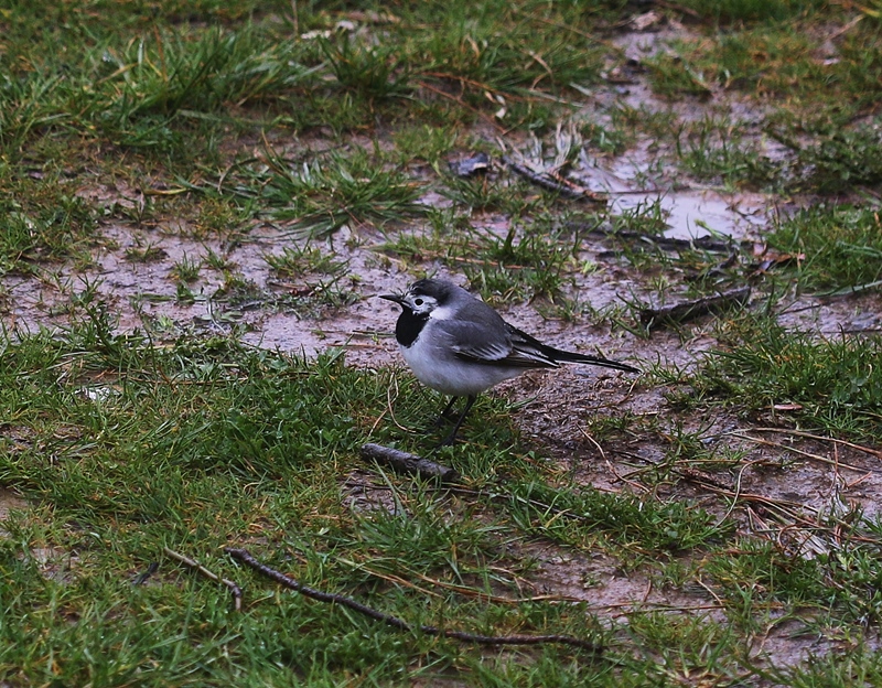White Wagtail