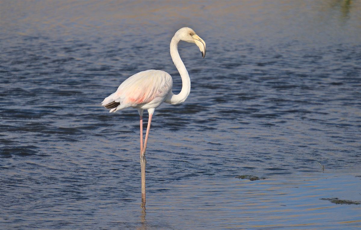 Greater Flamingo
