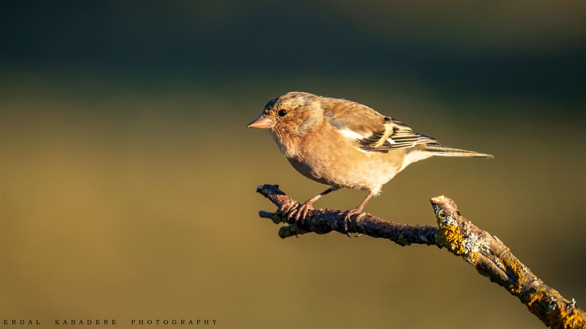 Eurasian Chaffinch