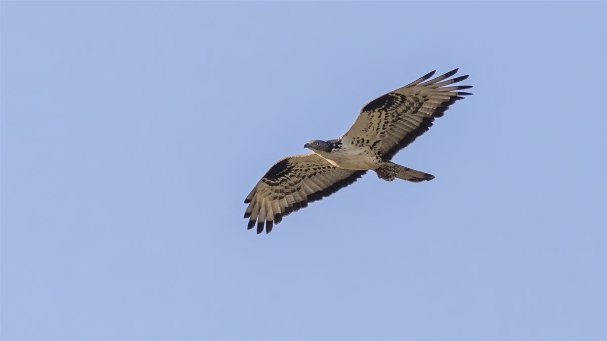 European Honey Buzzard