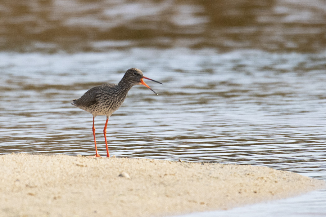 Common Redshank
