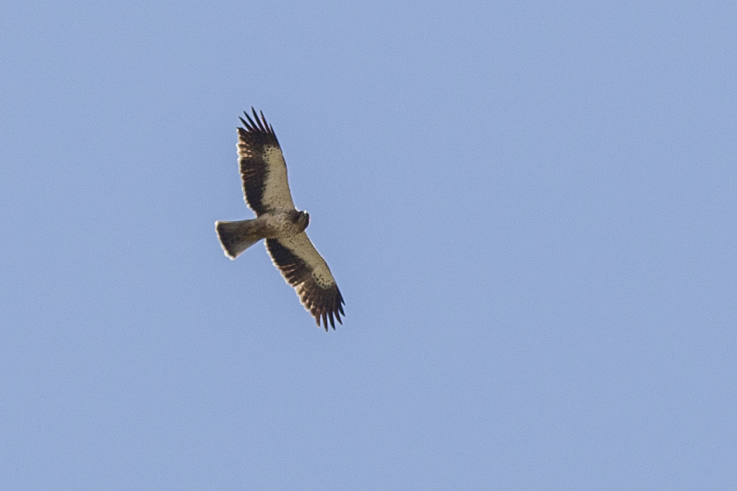 Booted Eagle