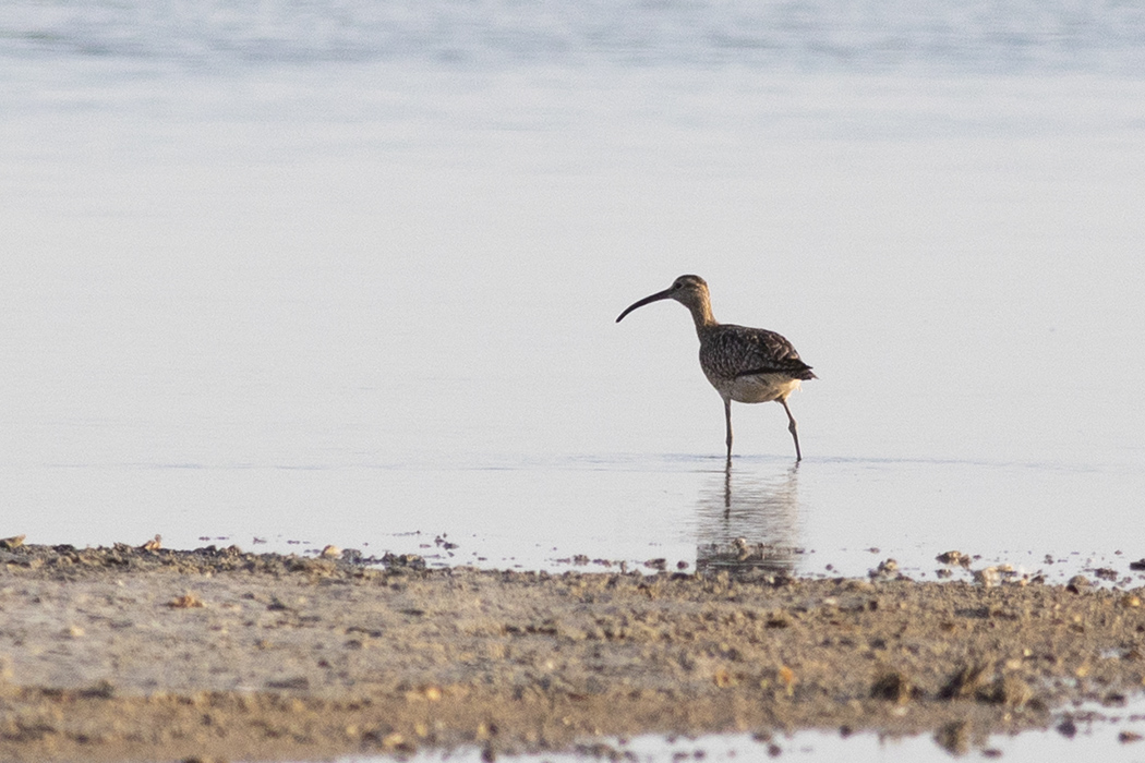 Eurasian Whimbrel