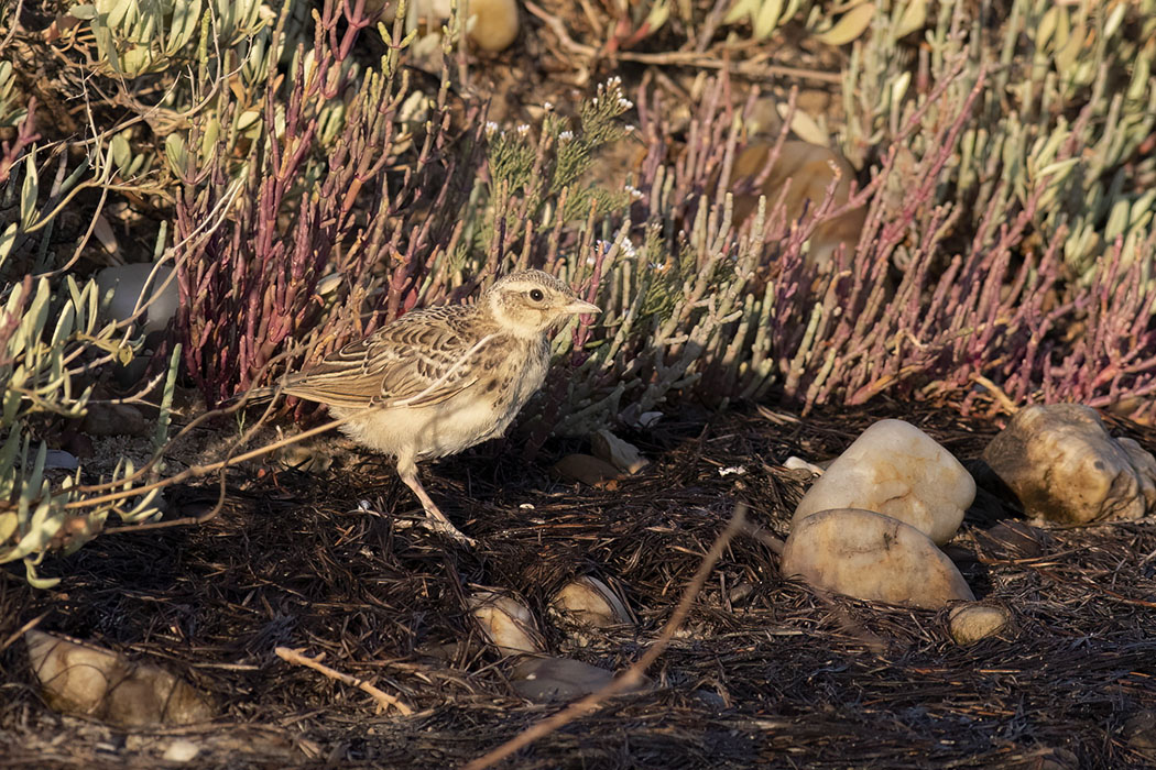 Crested Lark