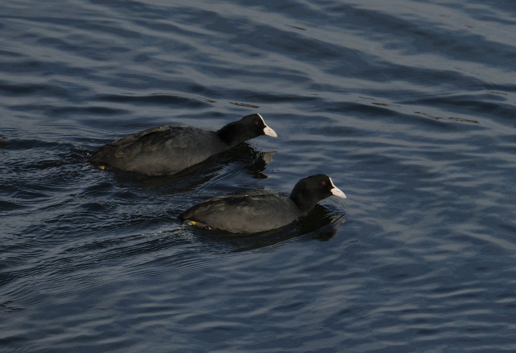 Eurasian Coot
