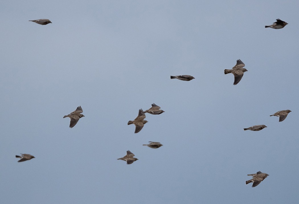 Calandra Lark