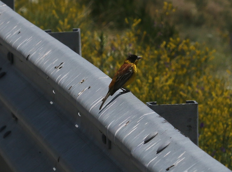 Black-headed Bunting