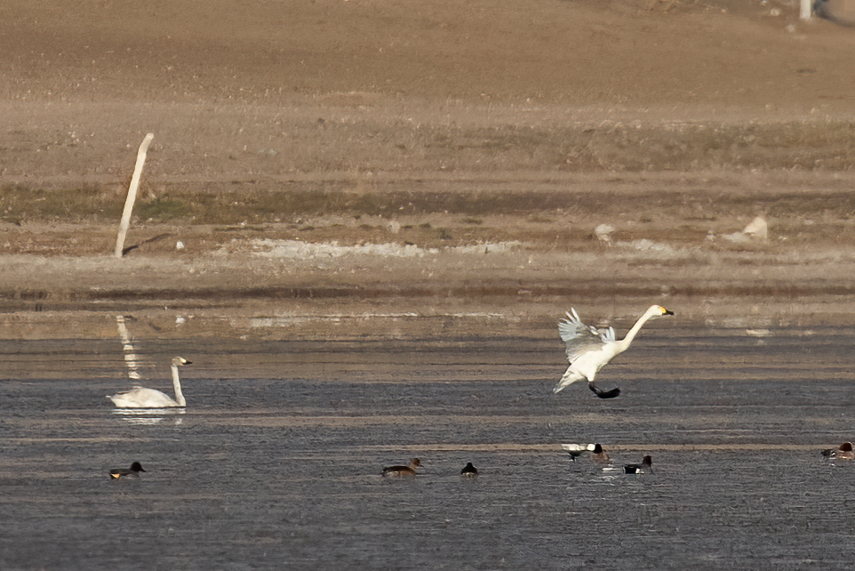 Tundra Swan