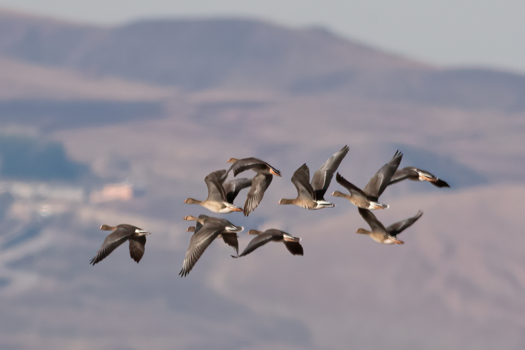 Greater White-fronted Goose