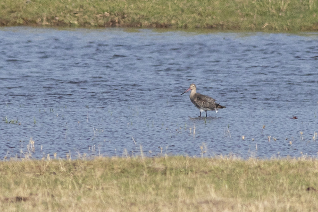 Black-tailed Godwit
