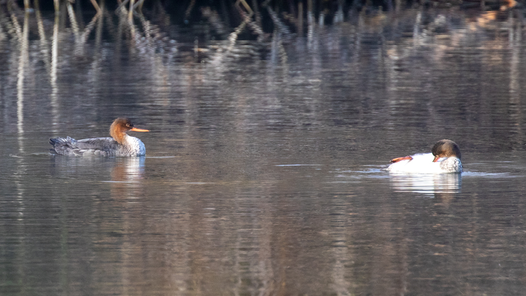 Red-breasted Merganser