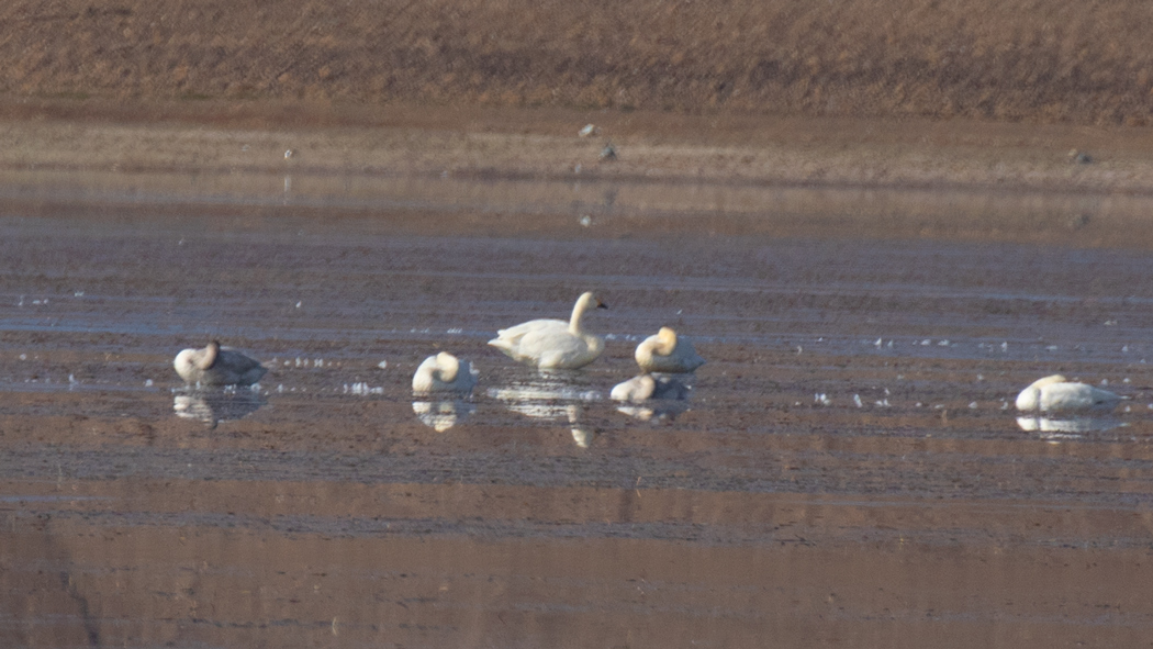Tundra Swan