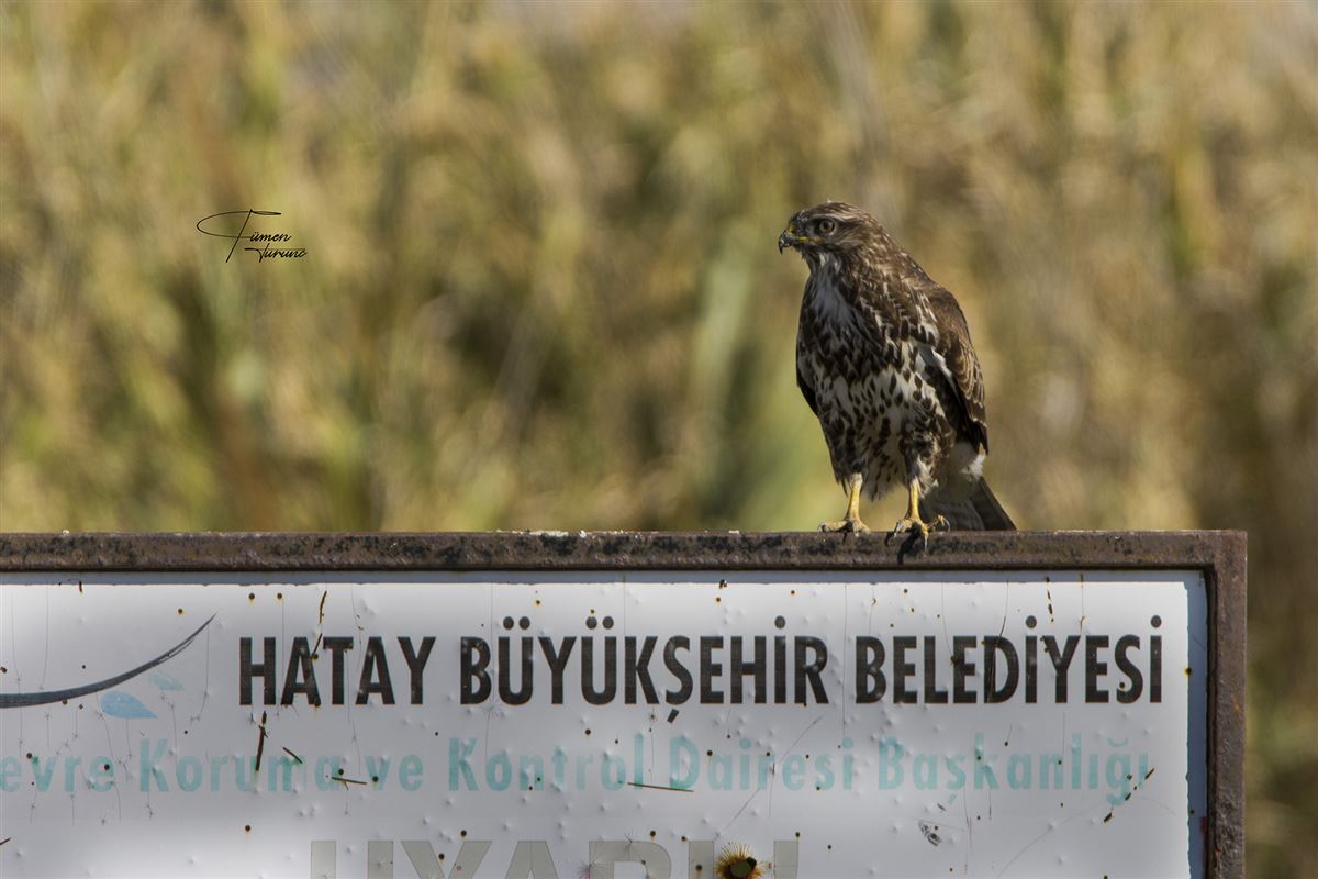 Common Buzzard