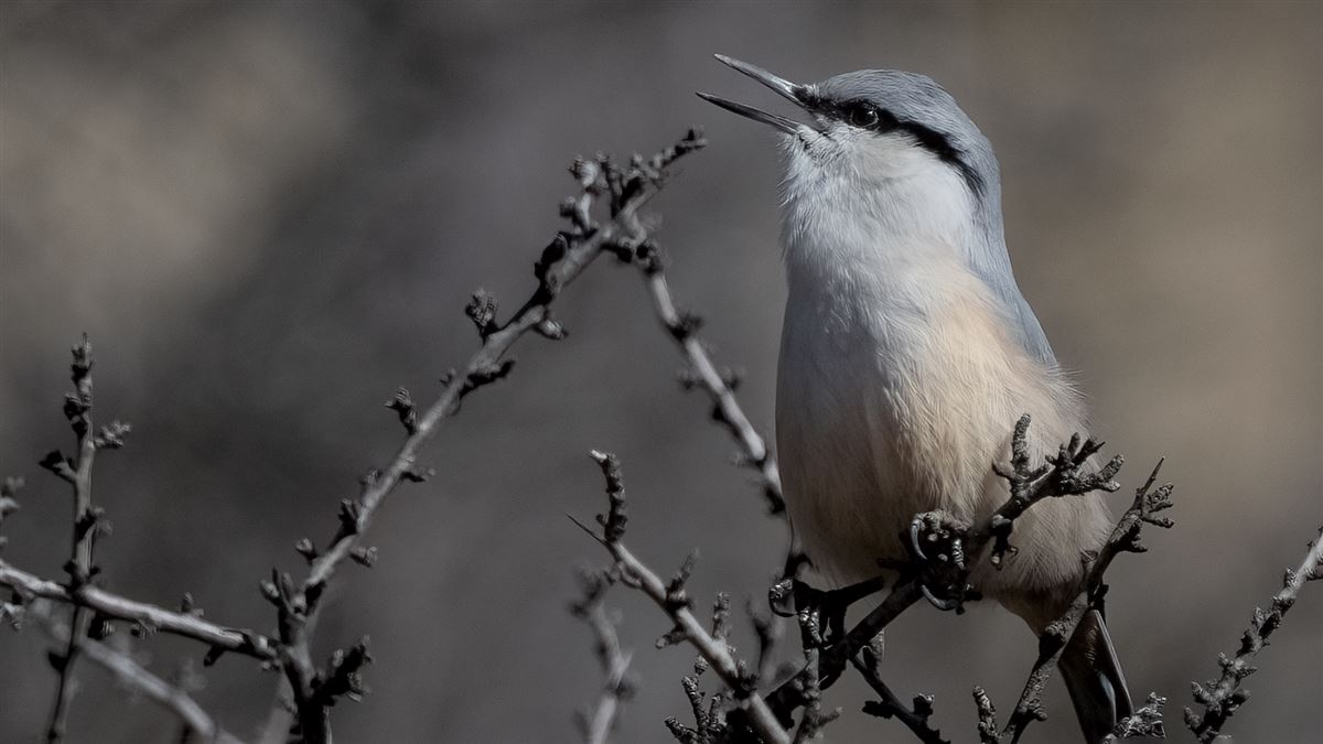 Western Rock Nuthatch