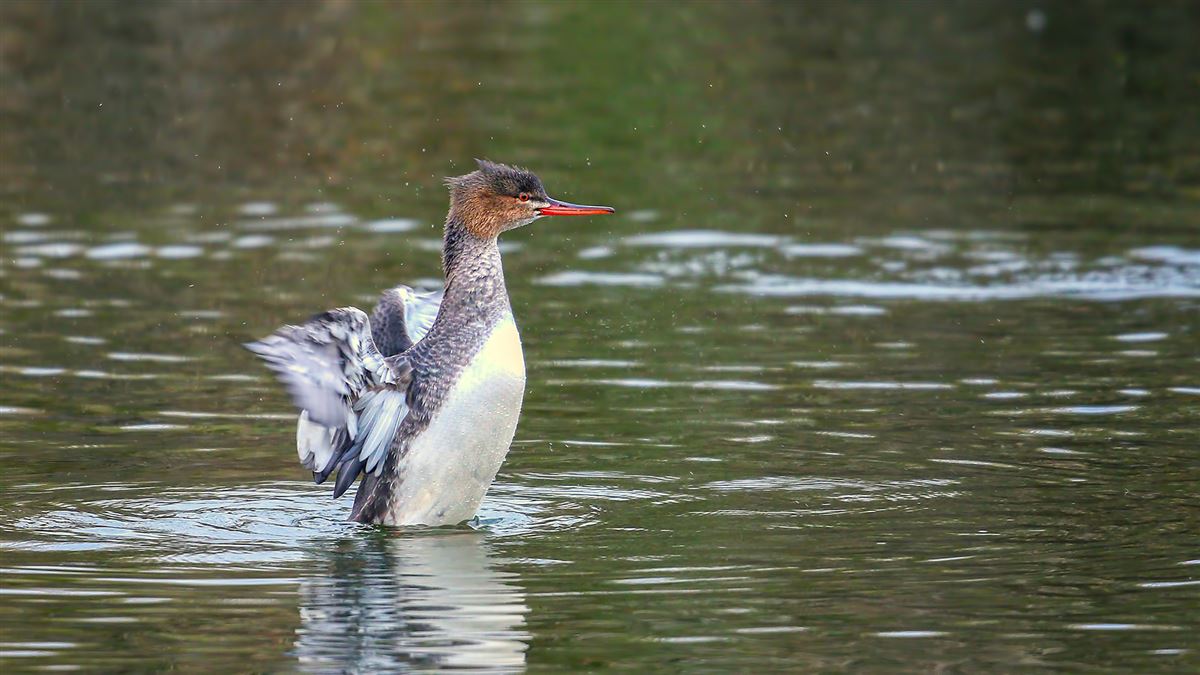 Red-breasted Merganser