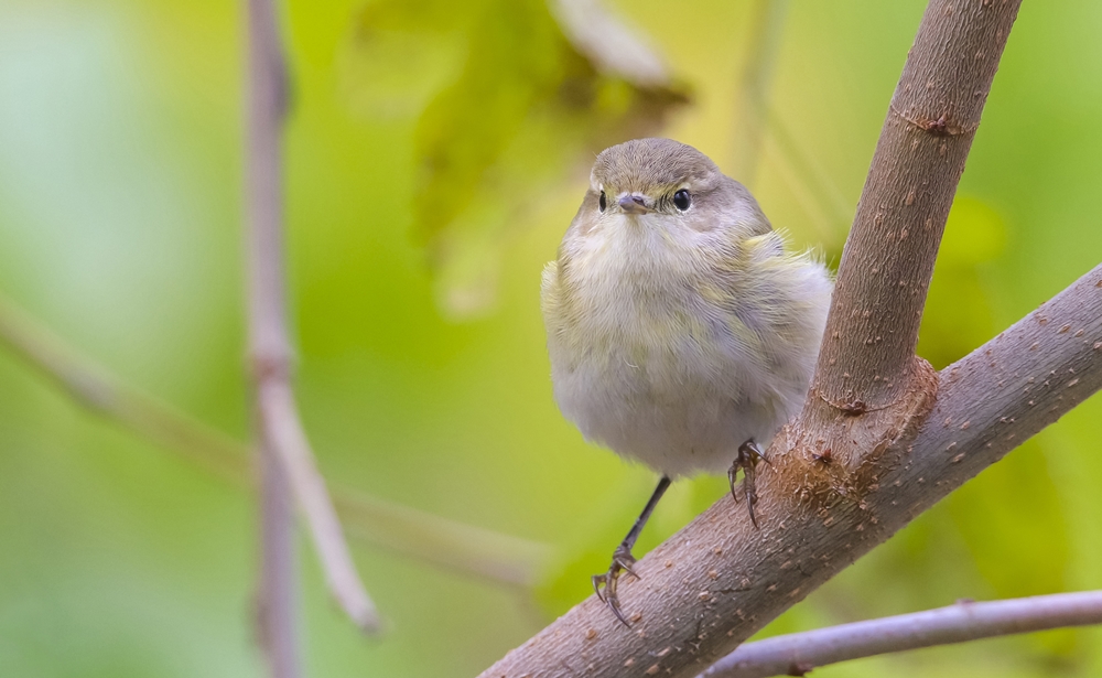Common Chiffchaff