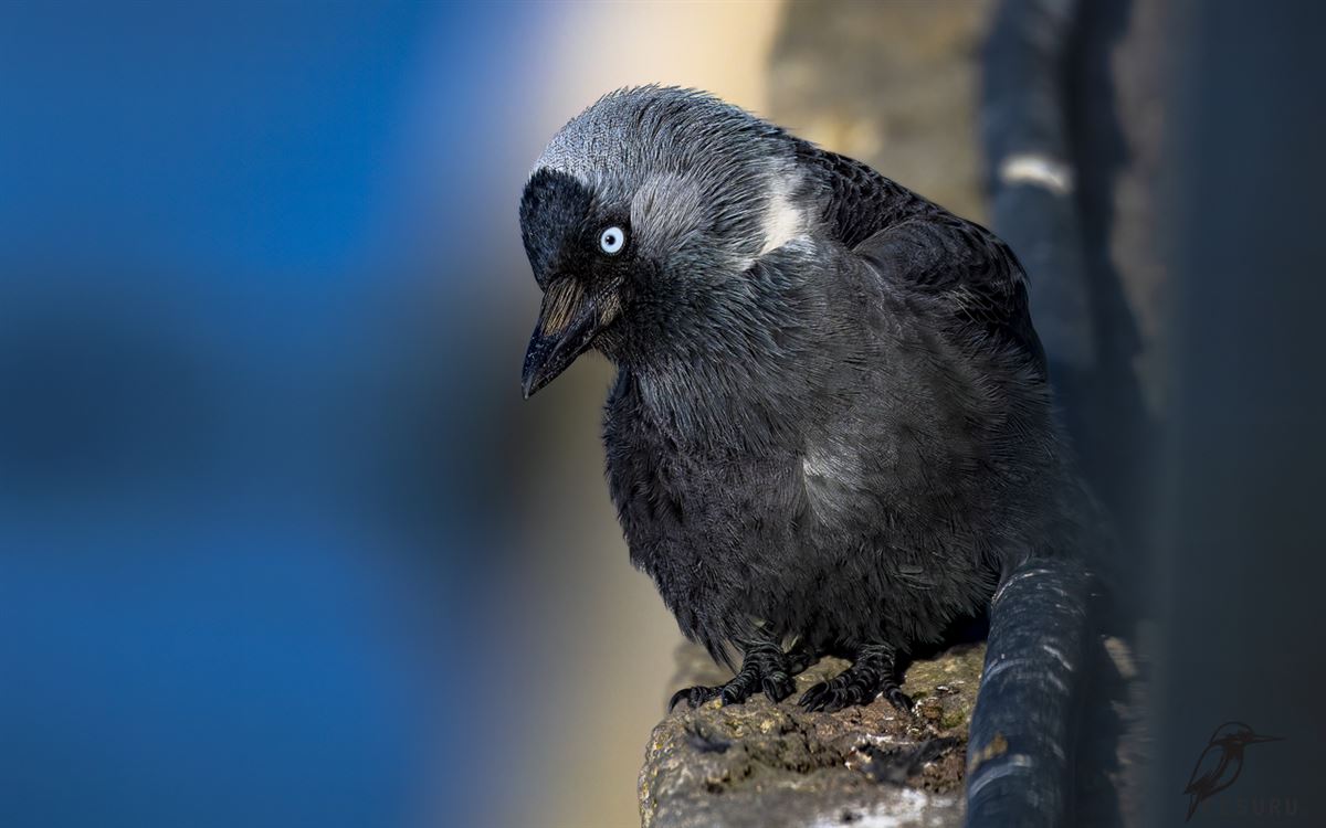 Western Jackdaw