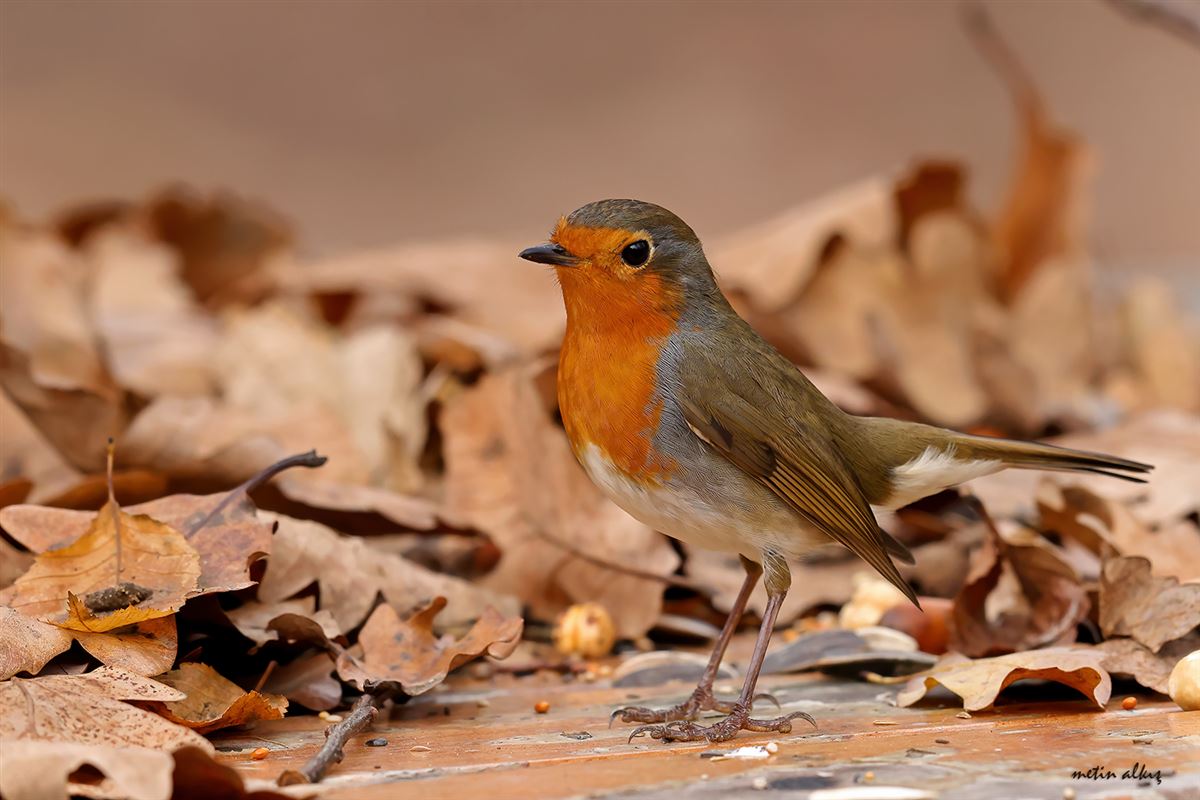 European Robin