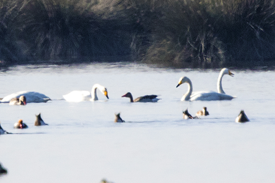 Whooper Swan