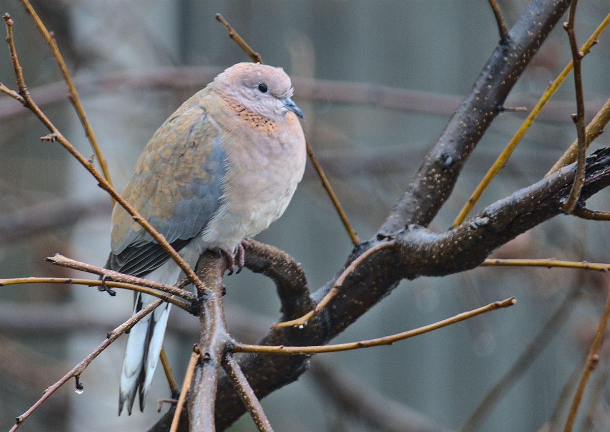 Laughing Dove