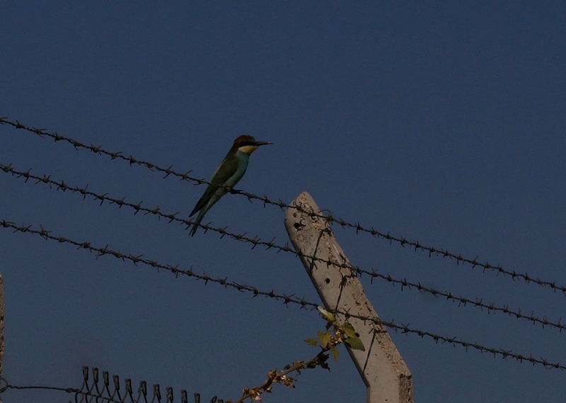 European Bee-eater