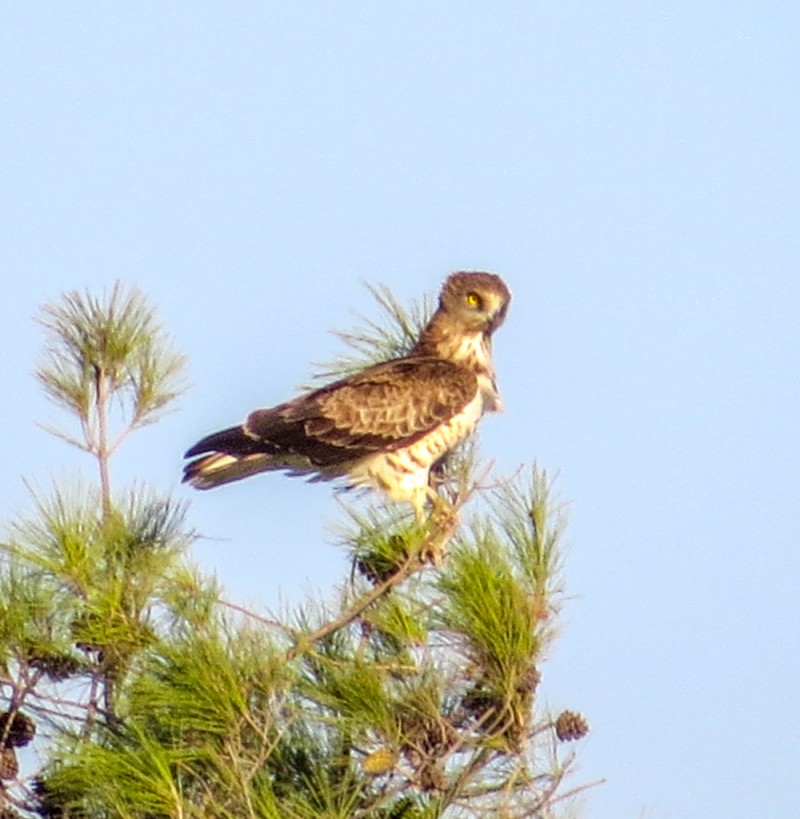 Short-toed Snake Eagle