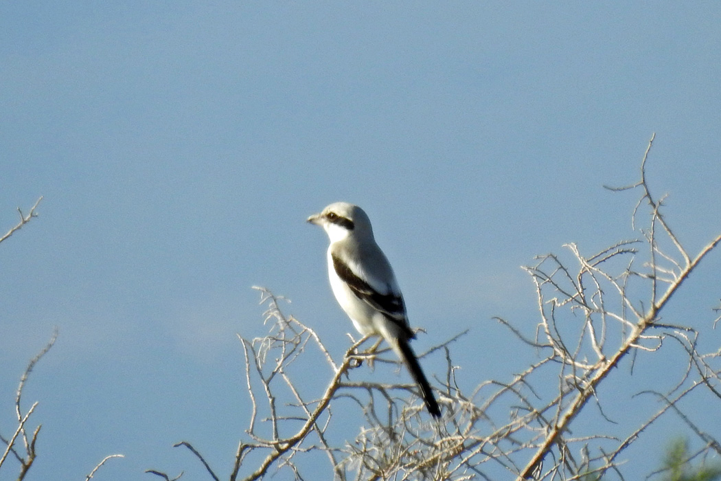 Great Grey Shrike