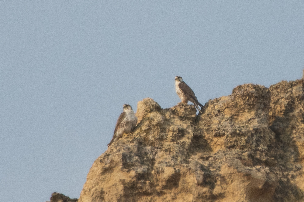Lanner Falcon