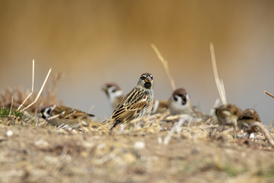 Spanish Sparrow