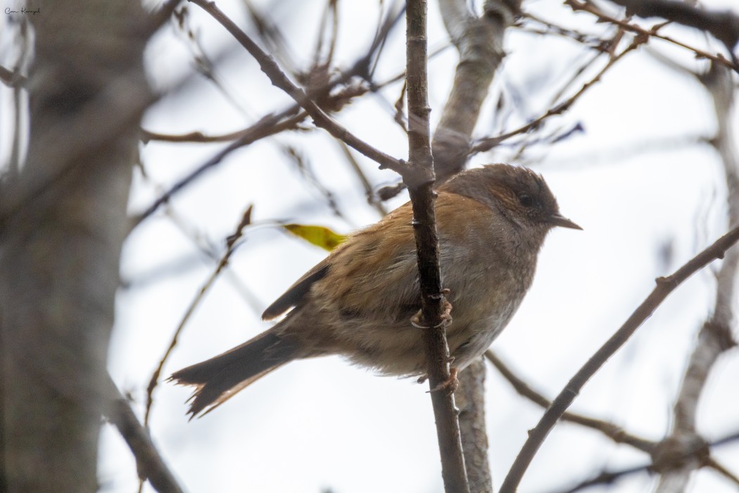 Dunnock