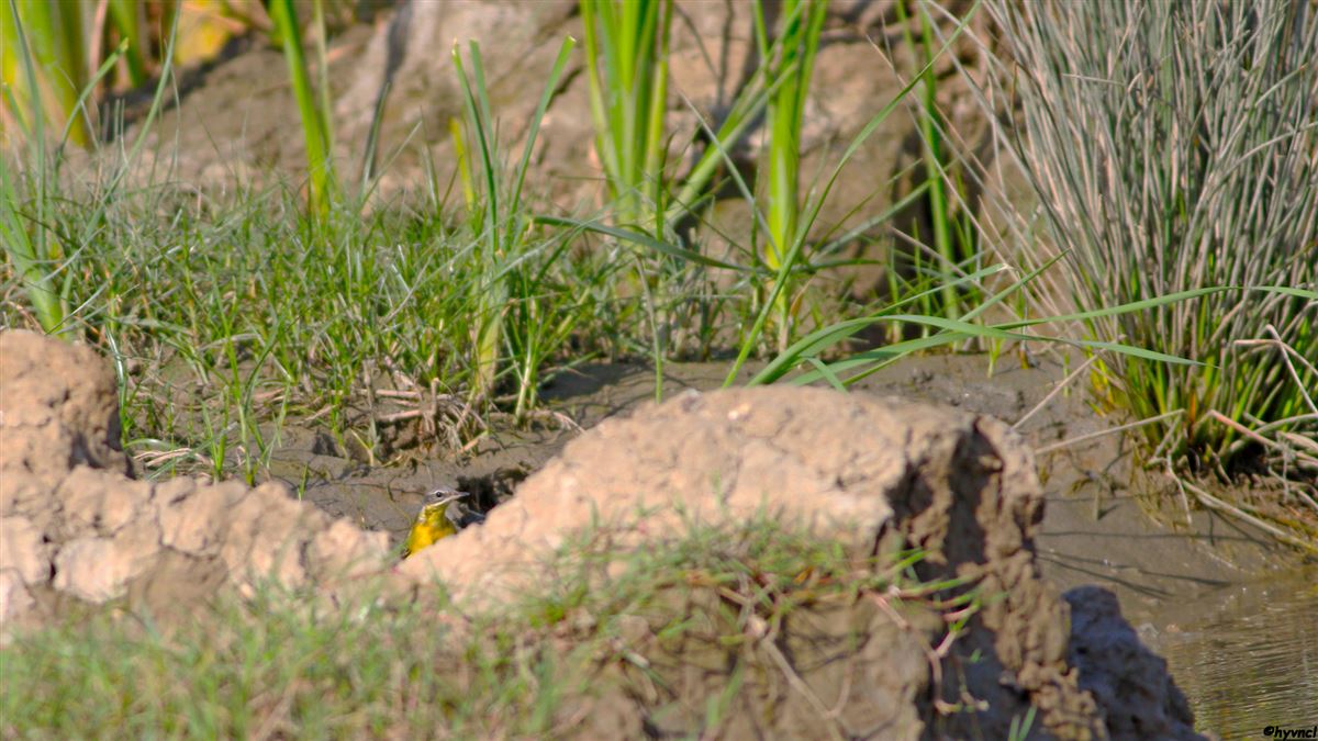 Western Yellow Wagtail