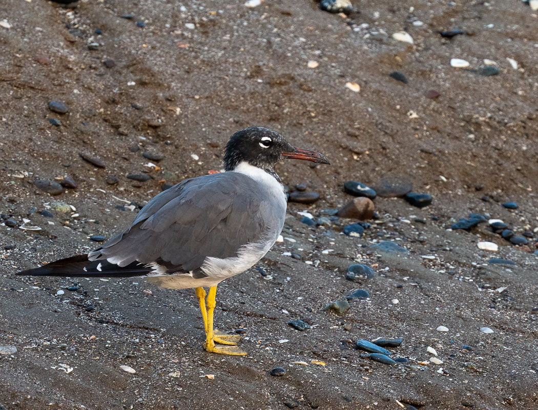 White-eyed Gull