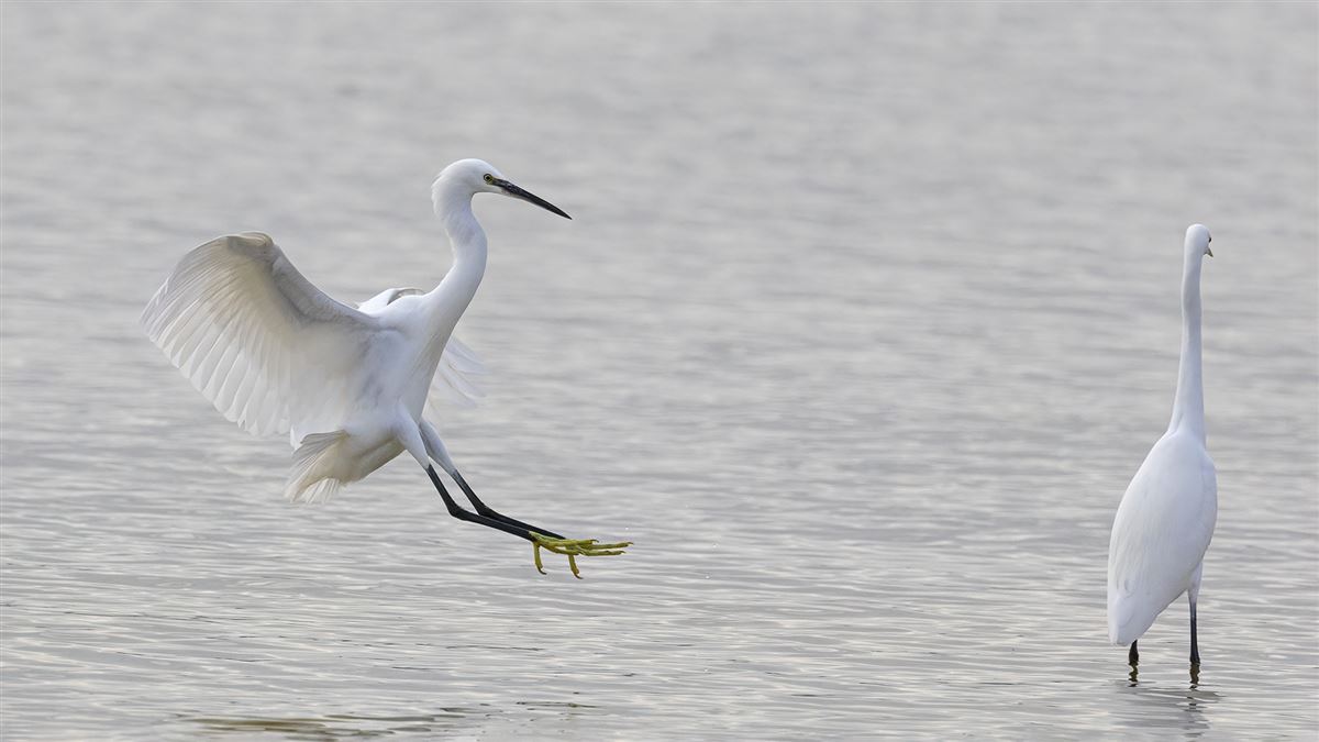 Little Egret